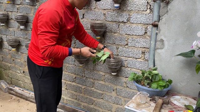 Vertical Strawberry Garden How To Grow Strawberries On The Wall Easily And Produce Lots Of Fruit смотреть онлайн