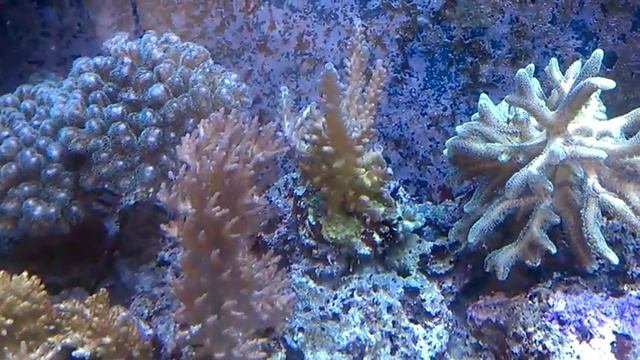 louka's light reef and aqua lobby skimmer (aquabee pump) смотреть онлайн