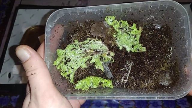 Распаковка улиток. Слизни, суббулины и гибрид смотреть онлайн