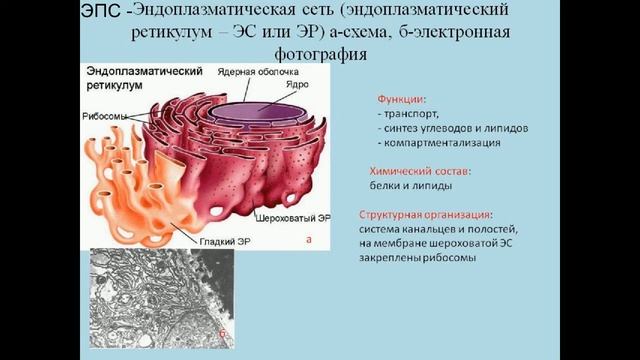 Строение клетки. Органоиды клетки, их строение и функции смотреть онлайн