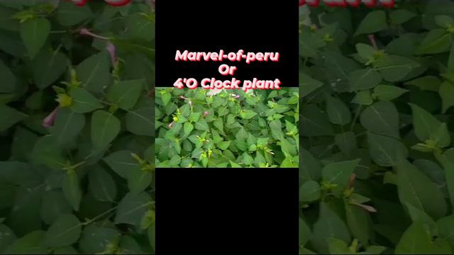#4'Clock plant#Mirabilis jalapa#Marvel of peru смотреть онлайн