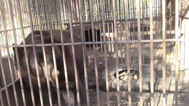 медведь в клетке смотреть онлайн