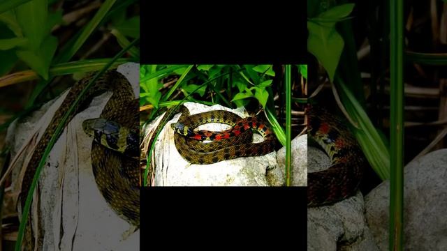 Тигровый уж – ярко окрашенная рептилия смотреть онлайн