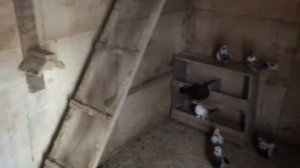 Лечение «хрипов» у голубей.Результат лечения.