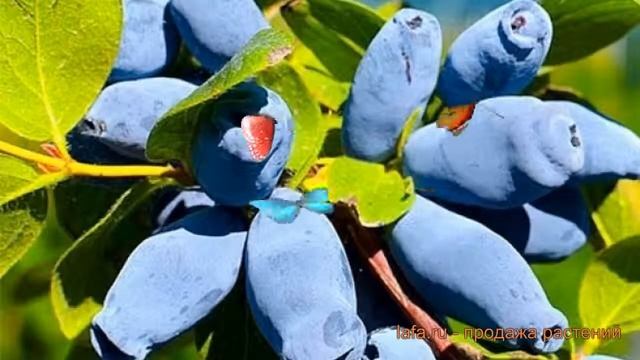 Жимолость съедобная Аврора ? обзор: как сажать, саженцы жимолости Аврора смотреть онлайн