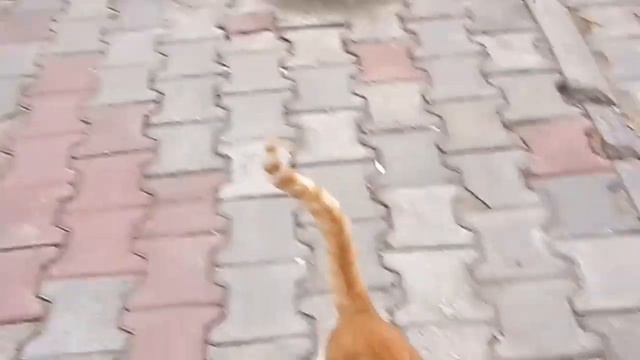 Бездомные турецкие кошки кидаются на людей смотреть онлайн