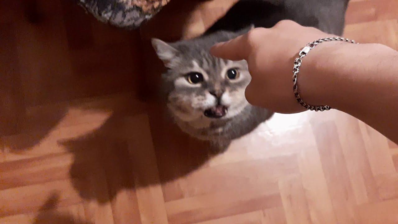 Кот Сидит 4 смотреть онлайн