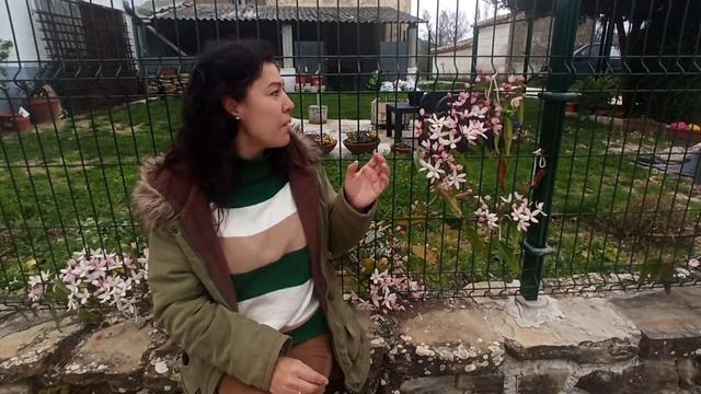 clematis armandii смотреть онлайн