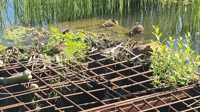 Спасское водохранилище, г. Владимир смотреть онлайн