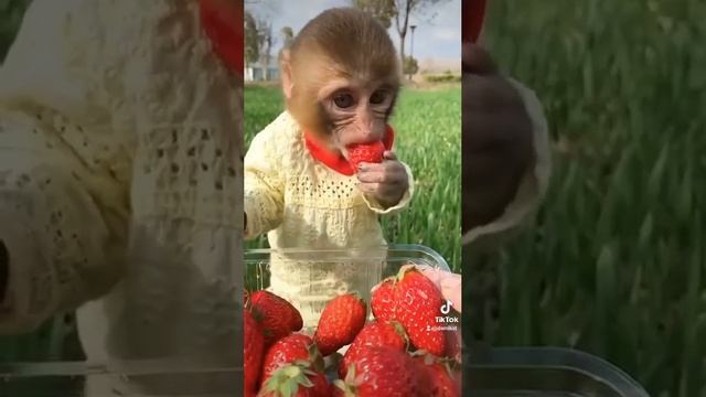 клубника ? бомба смотреть онлайн