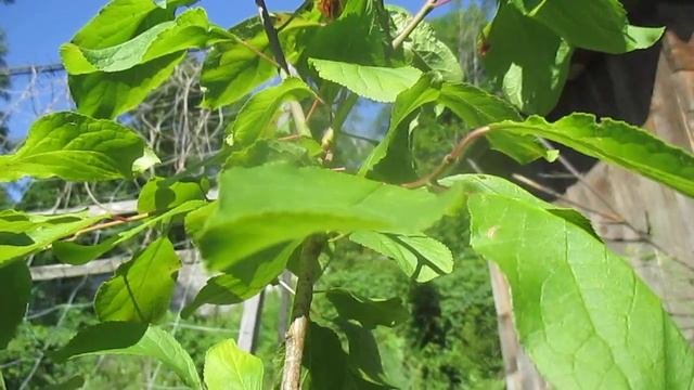 Безотказная защита сада от тли и других вредителей. Абсолютно без химии. Проверено. смотреть онлайн