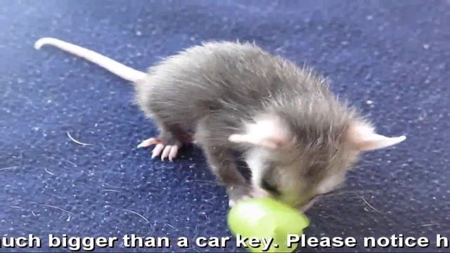 Orphaned Baby Opossum