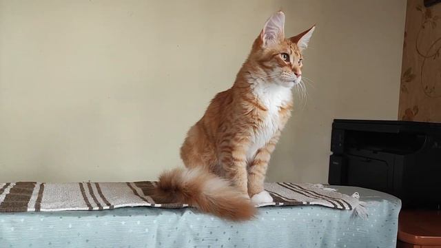 котик мейн-кун Каспер через месяц смотреть онлайн