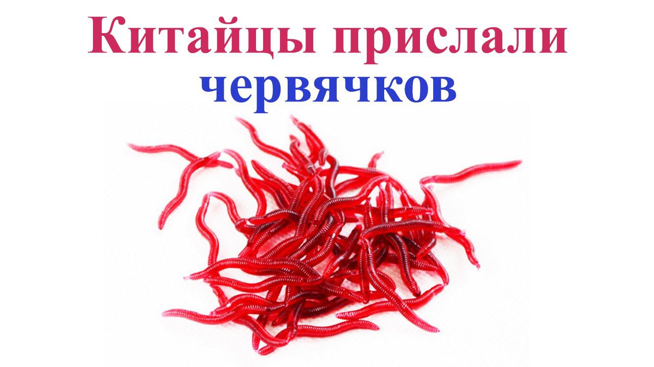 Китайцы прислали червячков смотреть онлайн