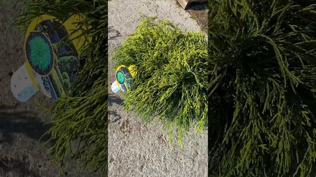 Кипарисовик Санголд смотреть онлайн