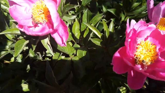 Peony DANCING BUTTERFLY (Пион "Танцующая бабочка") смотреть онлайн