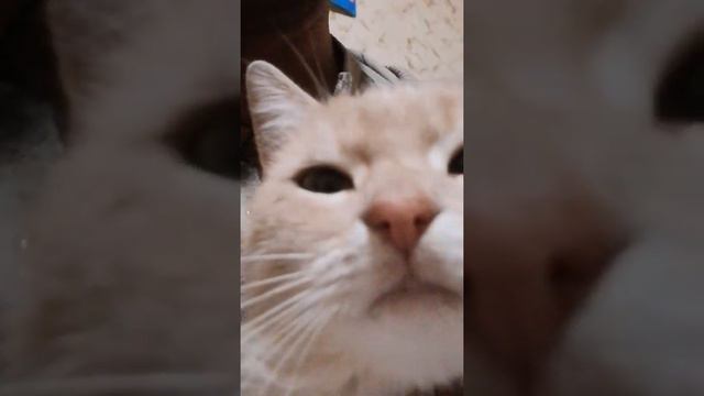 Азиатский #массажкота и #массажживотных смотреть онлайн