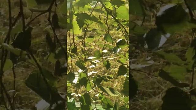 стихотворение "Берёза"/ стихи у дерева смотреть онлайн