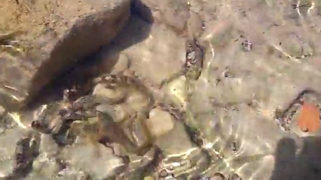 Рыбы поедают краба 1# смотреть онлайн