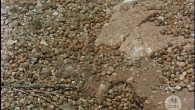 The Rabbit in Australia (1979) смотреть онлайн