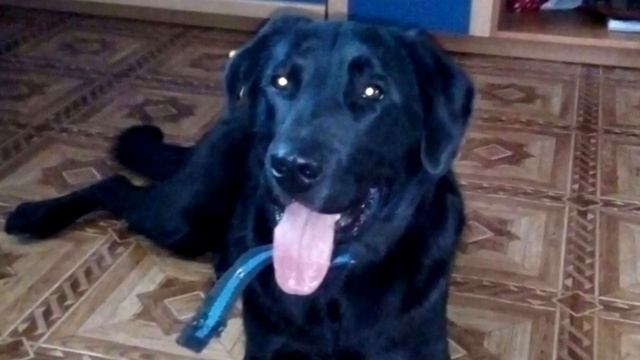 Женщина ждала автобус, к ней подошла собака и схватила ее за шарф смотреть онлайн