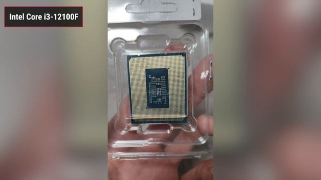 Забавные Животные