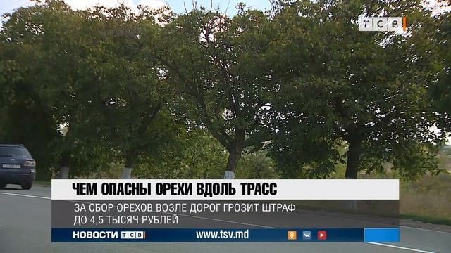 Чем опасны орехи вдоль трасс смотреть онлайн