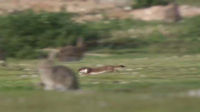 The Stoat - a fearless acrobat and rabbit hunter! Interesting facts about Stoats смотреть онлайн