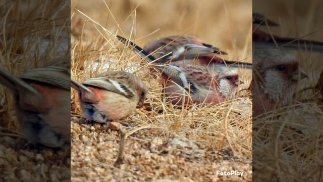 Урагус. Что за птица? смотреть онлайн