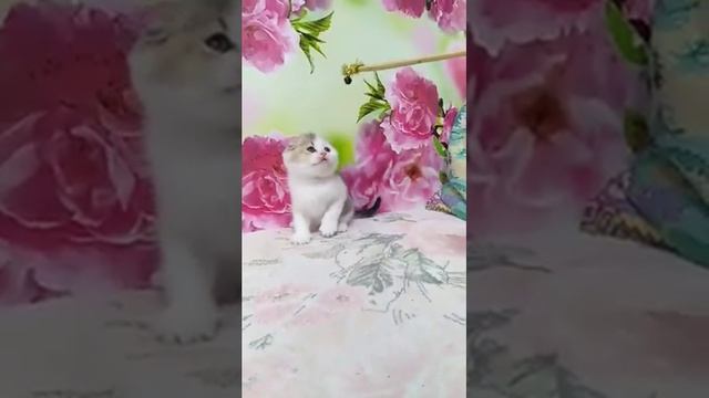 трехцветный кот смотреть онлайн