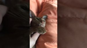 Смена зубов у ориентальной кошки ( 6 мес)