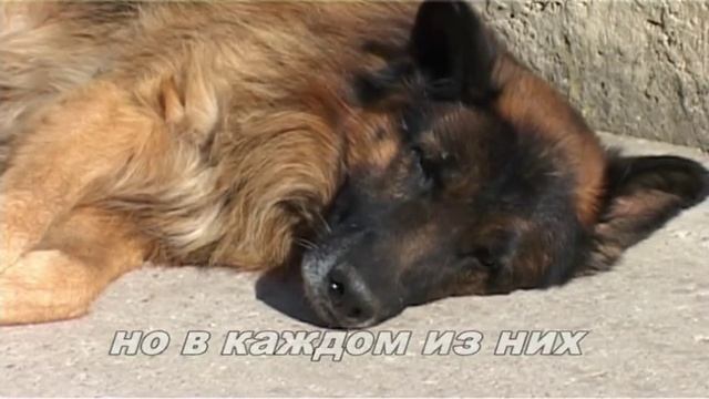 бездомные животные смотреть онлайн