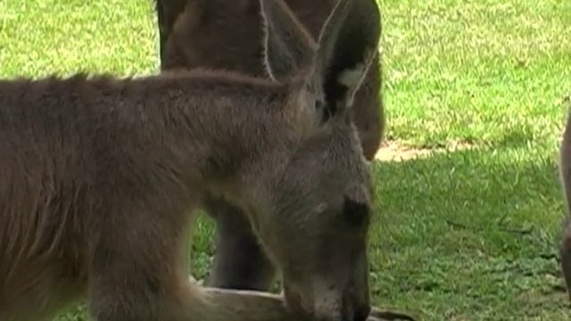 AUSTRALIA - the southern continent смотреть онлайн