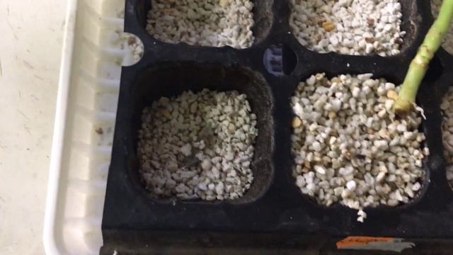 Пеларгония. Укоренение черенков в агроперлите.