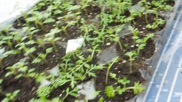 Обзор зимней теплицы в декабре смотреть онлайн