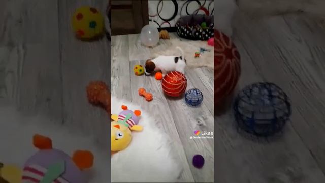 Яркая девочка джек Рассел терьер 🔥😍🤗 смотреть онлайн