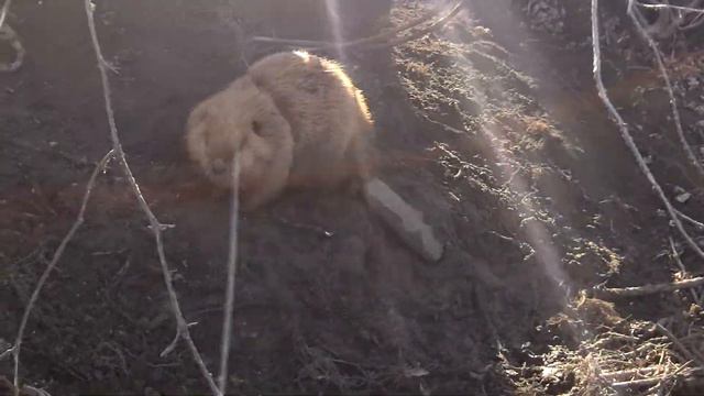 My First Snared Beaver смотреть онлайн