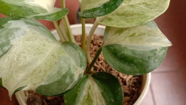 TANAMAN HIAS SIRIH MANJULA  || HARGA & CARA MERAWATNYA