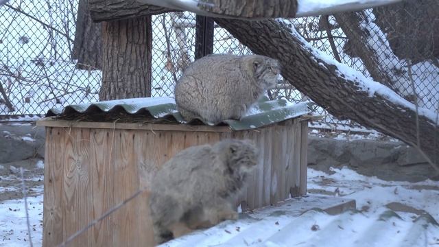 Манулы Мия и Снежинка. 30.11.2022 смотреть онлайн