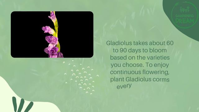 When to Plant Gladiolus Bulbs in Zone 7 – Expert Tips! смотреть онлайн