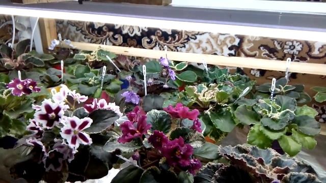 Как улучшить качество своей коллекции фиалок? Избегаем похожие сорта. Зеленая фиалка Мохито. смотреть онлайн