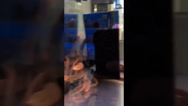 Каламаихт (Рыба змея) смотреть онлайн