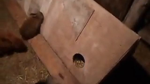 Алтайский край моё хозяйство часть 2 смотреть онлайн