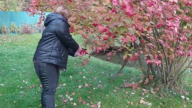 Заготавливаем калину. Калина полезные свойства. смотреть онлайн