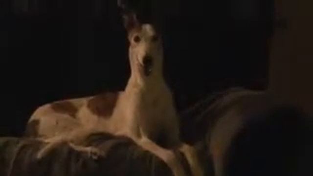 jordan, the greyhound смотреть онлайн