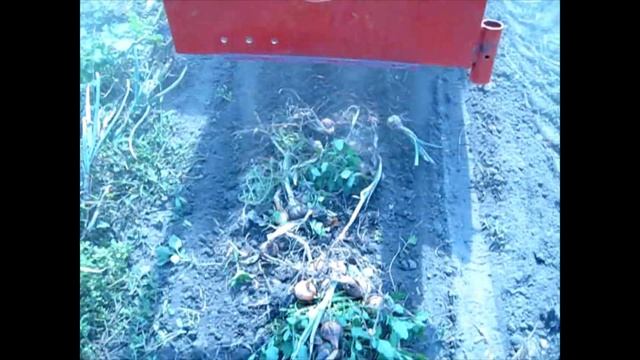 Уборка лука картофелекопалкой "Виракс" смотреть онлайн