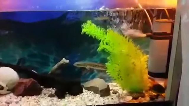 Змееголовы кормятся мальком! смотреть онлайн