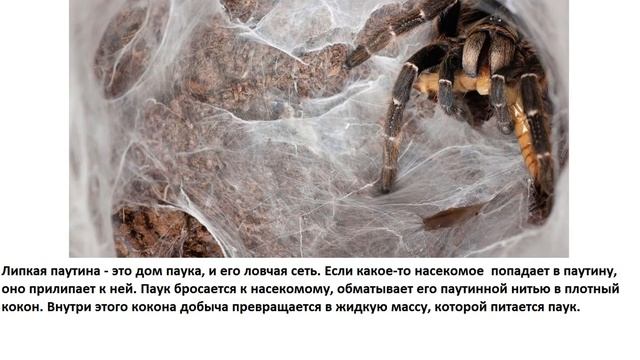 Какая нить самая прочная