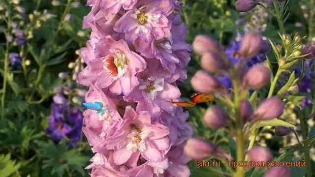 Дельфиниум гибридный Мэджик Фонтейн Черри Блоссом Вайт Би ? обзор: как сажать, саженцы дельфиниума смотреть онлайн