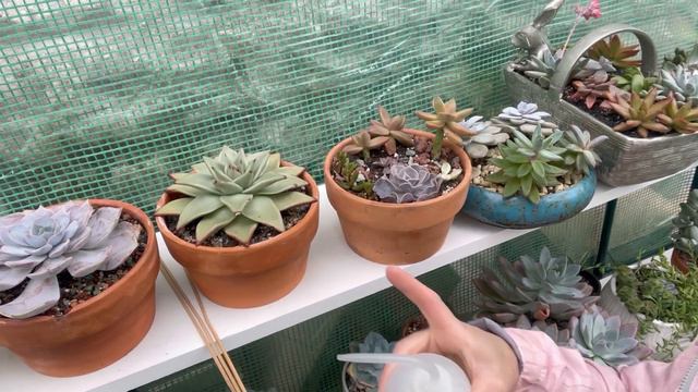 Como Riego Mis Suculentas 👩🌾 Vamos Al Greenhouse 🪴#riegosuculentas#greenhouse